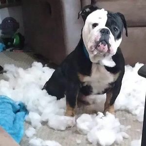 Meet your Posher, Pacer